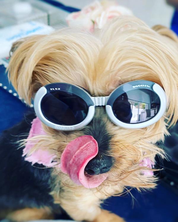 /Images/uploads/The Murphee and Sugar Angel Foundation/murpheeandsugar-pet-photo-contest-fundraiser/entries/27858thumb.jpg